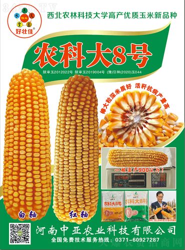 产品详细介绍:白芯农科大8号玉米种子-敦煌飞天-中亚农业厂家信息河南